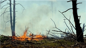 Der Wald bei Jüterbog brennt.