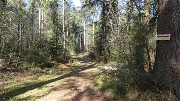 Der Walderlebnisweg im Ahlenmoor lädt zum Wandern ein.