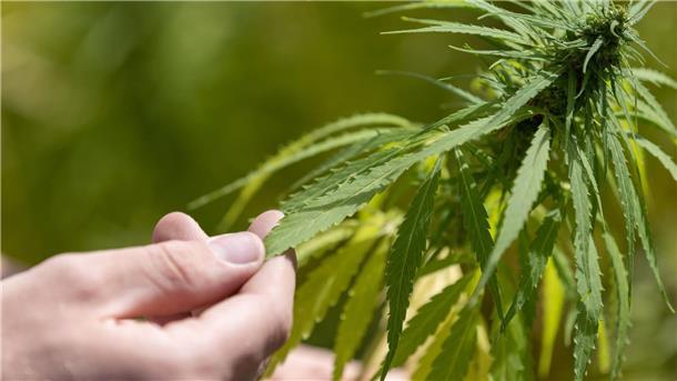 Der Weg zur Cannabis-Legalisierung: Maximal drei Pflanzen, höchstens 25 Gramm für den Eigenbedarf und Vereine zum gemeinschaftlichen Anbau von Gras.