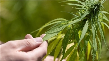 Der Weg zur Cannabis-Legalisierung: Maximal drei Pflanzen, höchstens 25 Gramm für den Eigenbedarf und Vereine zum gemeinschaftlichen Anbau von Gras.