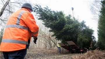 Der Weihnachtsbaum für das Bundeskanzleramt wird im Eberswalder Stadtwald auf einen Lastwagen geladen.