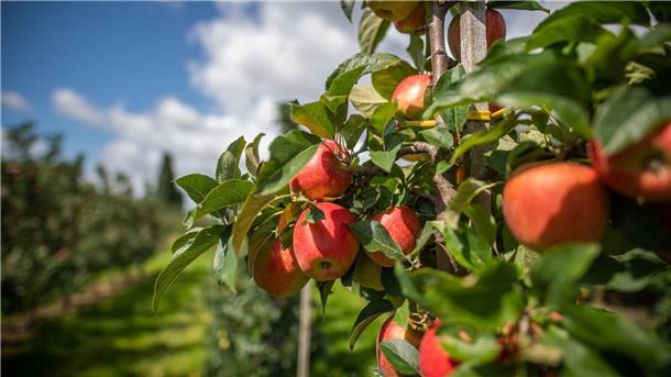 Import Obst nicht immer klimaunfreundlicher als regionales Der Welthandel könnte laut WTO bei der Reduktion von klimaschädlichen Emissionen eine Rolle spielen.