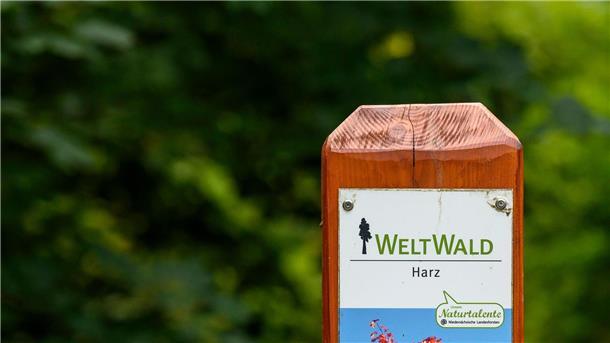 Warum in einem Harzer Wald Bäume aus aller Welt stehen Der Weltwald ist Tourismusattraktion und Freiluftlabor zugleich.