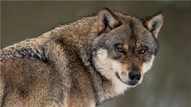 Wolf im Cuxland: „Wir brauchen ein besseres Monitoring“ Der Wolf erregt wieder die Gemüter – die Sichtungen nehmen zu, die Risse auch. Foto: Swen Pförtner/dpa