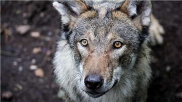  Ein junger Wolf steht in seinem Gehege im Tierpark Eekholt. 