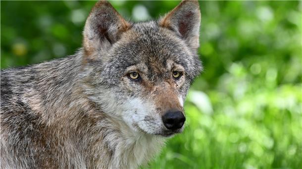 Der Wolf hat einen schlechten Ruf. Aber stimmen die Vorurteile?
