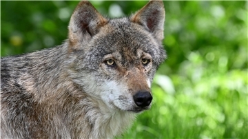 Der Wolf hat einen schlechten Ruf. Aber stimmen die Vorurteile?