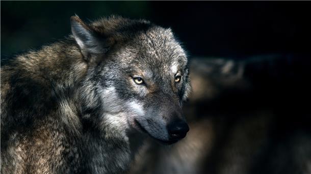Ein Wolf