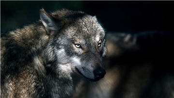 Ein Wolf