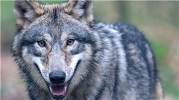 Der Wolf hat sich wieder in Deutschland angesiedelt - und sorgt damit für politische Kontroverse.