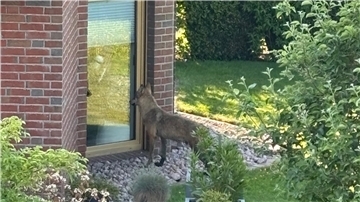 Wolf