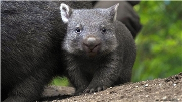 Der Wombat-Nachwuch im Zoo Hannover.
