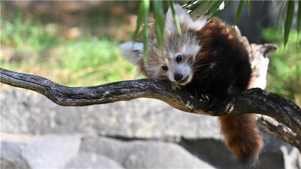Der Zoo Hannover trauert um einen Kleinen Panda, das Jungtier starb am Wochenende. (Archivbild)