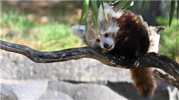 Der Zoo Hannover trauert um einen Kleinen Panda, das Jungtier starb am Wochenende. (Archivbild)