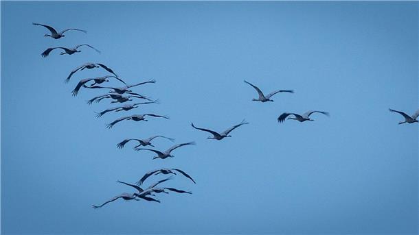 Derzeit sind viele Zugvögel unterwegs - so wie diese Kraniche, hier in Mecklenburg-Vorpommern.