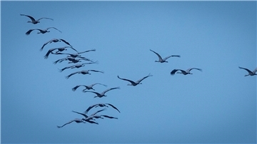 Derzeit sind viele Zugvögel unterwegs - so wie diese Kraniche, hier in Mecklenburg-Vorpommern.