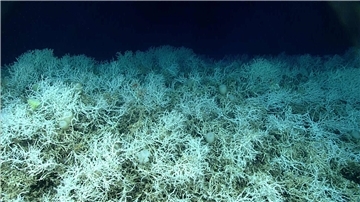 Dichte Felder von Lophelia pertusa, einer riffbildenden Koralle, sind auf den Hügeln des Blake-Plateaus zu finden.