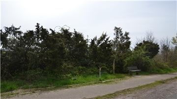Heidewacholder am Gyhumer Dammersmoorweg.