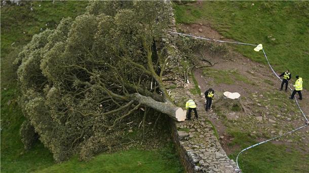 Regisseur: Abholzung von „Robin-Hood-Baum“ war Mord Die Abholzung des „Robin-Hood-Baums“ hatte in Großbritannien Trauer und Entsetzen ausgelöst.