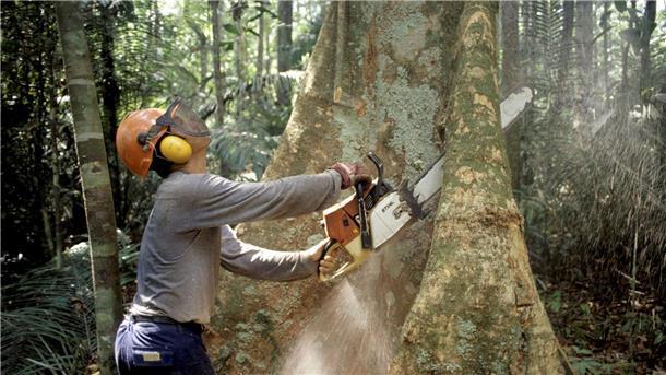 Die Abholzung von Bäumen Regenwald des Amazonas war auch in den Savannen in den ersten drei Monaten dieses Jahres hoch.