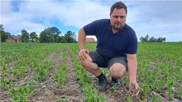 So viel muss es in der Wesermarsch jetzt regnen für eine gute Ernte Landwirt Jannik Böger auf seinem Feld mit Ackerbohnen. Die Pflanzen sind nur halb so hoch, wie sie eigentlich sein müssten. Durch den fehlenden Regen ist das Wachstum stark verlangsamt.