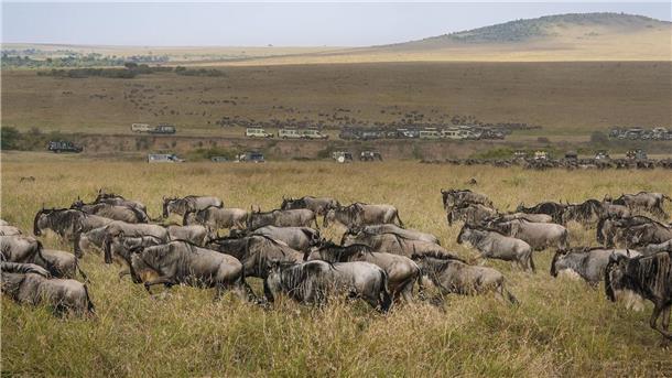 Die alljährliche Gnuwanderung von der Serengeti in die Masai Mara ist ein weltberühmtes Naturspektakel