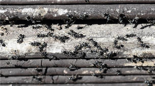 Ameisen plagen einen Ort Die Ameisen aus Schutterwald gehören der invasiven Ameisenart „Tapinoma magnum“ an.