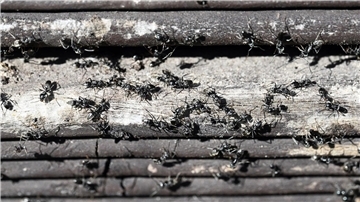 Die Ameisen aus Schutterwald gehören der invasiven Ameisenart „Tapinoma magnum“ an.