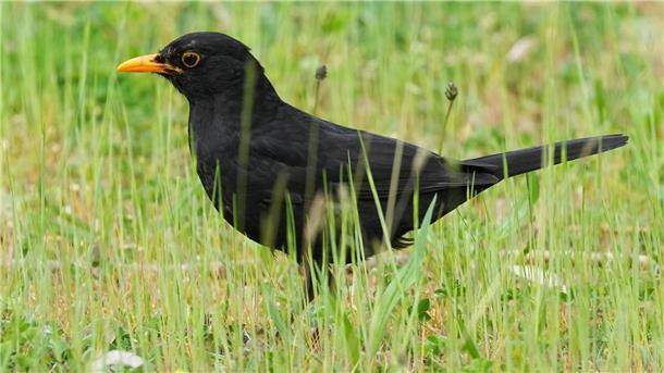 Bevölkerung kann „Vogel des Jahres“ wählen Die Amsel braucht naturnahe Gärten und Grünflächen. (Archiv)