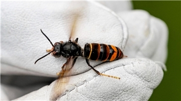 Die Asiatische Hornisse frisst andere Insekten.