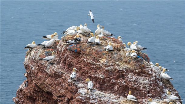 Die auf Helgoland grassierende Geflügelpest betrifft nun auch die dortige Basstölpelkolonie.