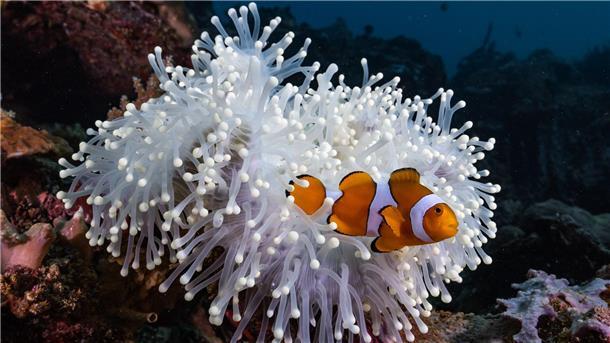 Die aus dem Animationsfilm „Findet Nemo“ bekannten Echten Clownfische (Amphiprion percula) leben im Schutz von Seeanemonen.