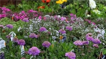 Die Auswahl der Gartenpflanzen ist entscheidend. Beispielsweise kommen Stauden meist mit der Trockenheit gut klar und sind ökologisch wertvoll, da heimische Insekten und Vogelarten an sie angepasst sind.