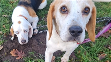 Die Beagles Biene und Maja