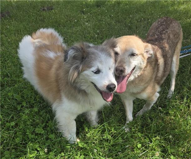 Die beiden älteren Hunde Betty und Alegro haben eine enge Verbindung, sie suchen daher gemeinsam ein neues Zuhause.