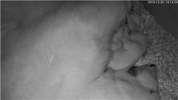 Die beiden Eisbären-Babys im Zoo am Meer und Mutter Valeska kuscheln in der Wurfhöhle.