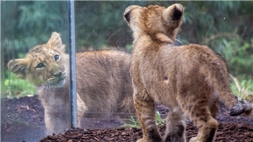 Die beiden kleinen Löwenkinder im Schweriner Zoo erkunden das Gehege.