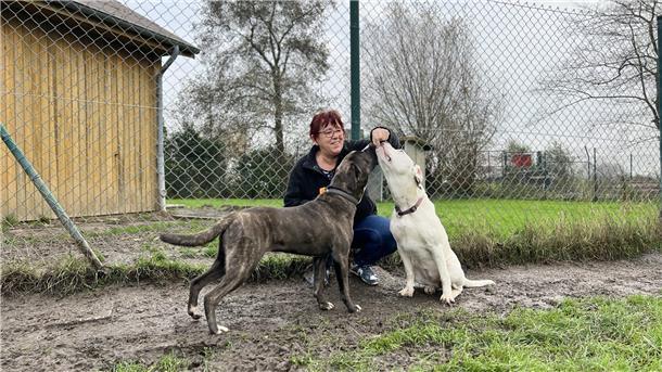 Eine Frau füttern zwei Hunde mit Leckerlis.