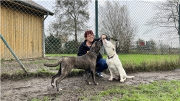 Eine Frau füttern zwei Hunde mit Leckerlis.
