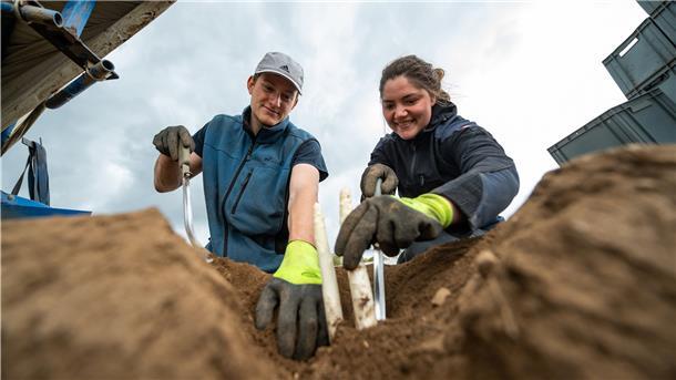 Die beiden Tiermedizinstudenten Jonas Gehrke und Lena Lemmermann helfen bei der Spargelernte auf einem Feld in Niedersachsen.