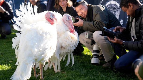 Biden begnadigt Truthähne vor Thanksgiving Die beiden Truthähne „Peach“ und „Blossom“ kommen nicht auf den Esstisch.