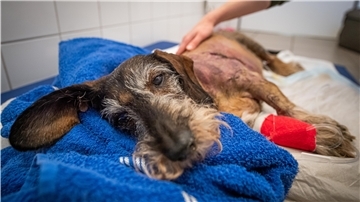 Die betagte Dackeldame, welche Opfer des Kampfhundeangriffs in der Potsdamer Straße wurde, wird nun nach der Operation in der Schiffdorfer Tierarztpraxis versorgt. Momentan erhält die Hündin Beruhigungsmittel.