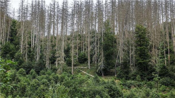 Die Bilder aus der Eifel von 2023 bis 2025 zeigen: Bäume wachsen langsam. Die widerstandsfähigeren Buchen sollen die abgestorbenen Fichten im Laufe der Zeit verdrängen.