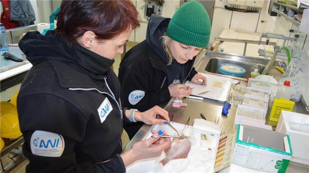 Bremerhavener Forscher rücken dem Sprengstoff unter Wasser zu Leib Die biologisch-technische Assistentin Ute Marx (links) und die Doktorandin Romina Schuster vom AWI sezieren auf dem Forschungsschiff „Heincke“ einen Plattfisch