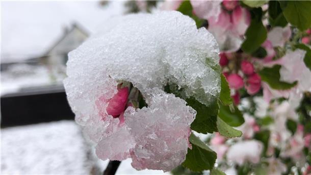 Spätes Winterwetter in Teilen von Deutschland Die Blüten eines Apfelbaums in einem Garten in Bamberg sind mit Schnee bedeckt.