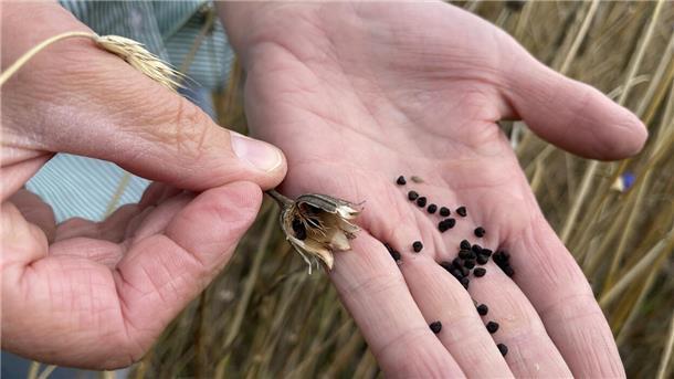 Pilotprojekt: Warum es auf diesem Feld bei Sottrum summt und brummt Die Blüten tragen reichlich Samen, die im kommenden Jahr wieder für ein großes Nahrungsangebot sorgen werden.