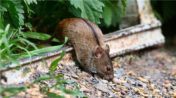 Taktisch täuschen: Filmreife Tricks bei Mäusen Die Brandmaus muss sich etwas überlegen, um starken Gegnern zu entkommen. (Archivbild)