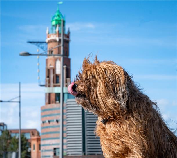 Die Briard-Hündin Bijou hofft, dass ein paar Brocken des Fischbrötchens für sie abfallen.