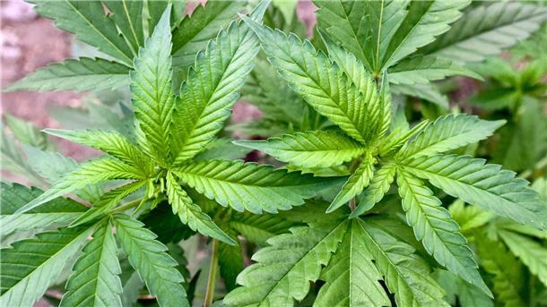 Cannabisgesetz: FDP warnt Lauterbach vor „Bürokratiemonster“ Die Bundesregierung plant, den Cannabis-Konsum in Deutschland zu legalisieren.