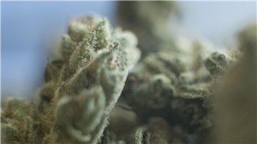 Die Cannabis-Debatte geht auch nach der Legalisierung weiter.